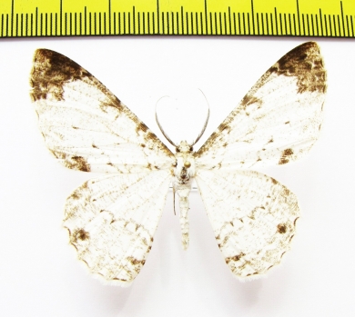 Geometridae sp.  Nepal - INSECTS-STORE.RU