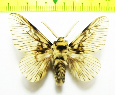 Lasiocampidae sp.  Bolivia - INSECTS-STORE.RU