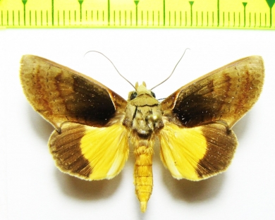 Noctuidae sp.  Bolivia - INSECTS-STORE.RU