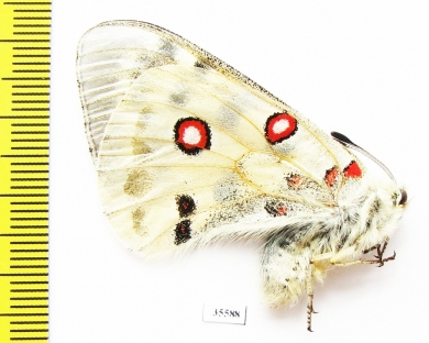 Parnassius actius merzbacheri  Kazakhstan - INSECTS-STORE.RU