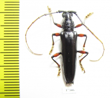 Cerambycidae sp.  Ecuador - INSECTS-STORE.RU