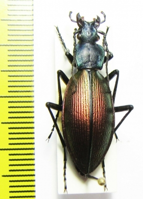 Ceroglossus sp.  Chile - INSECTS-STORE.RU