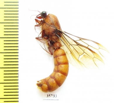 Formicidae sp.  South Africa Rep. - INSECTS-STORE.RU