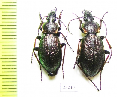 Carabus (Carabulus) obovatus, pair  Russia, Khakassia reg. - INSECTS-STORE.RU