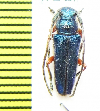 Phytoecia alziari  Israel - INSECTS-STORE.RU