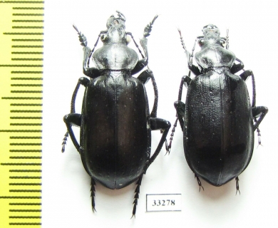 Calosoma maderae maderae, pair  Morocco - INSECTS-STORE.RU