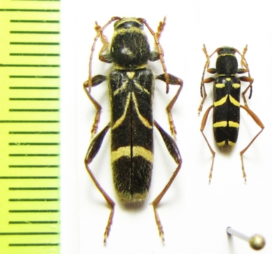 Cyrtoclytus capra, Clytus arietis lederi  Russia - INSECTS-STORE.RU