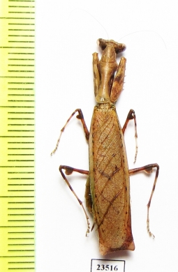 Mantodea sp.  Malaysia - INSECTS-STORE.RU
