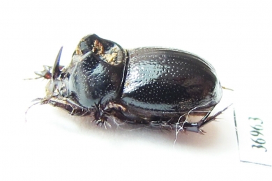 Orphninae sp.  Zambia - INSECTS-STORE.RU