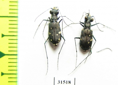 Cicindelinae sp.  Zanzibar isl. - INSECTS-STORE.RU