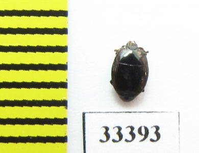 Histeridae sp.  Zambia - INSECTS-STORE.RU