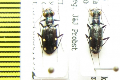 Setinteridenta rhydidopteroides  Nepal - INSECTS-STORE.RU