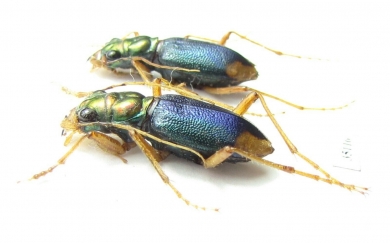 Tetracha ? sobrina, pair  Peru - INSECTS-STORE.RU