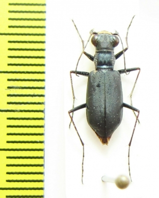 Cylindera nox  Tajikistan - INSECTS-STORE.RU