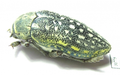 Julodis consobrina  Iran, Busher prov. - INSECTS-STORE.RU