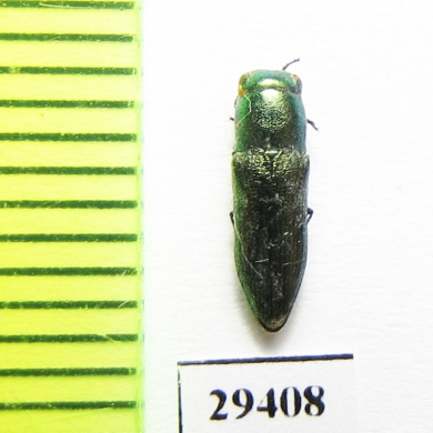 Sphenoptera viridiaurea  Tajikistan - INSECTS-STORE.RU