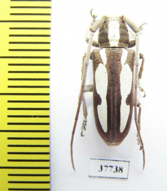 Prosopocera sp.  South Africa Rep. - INSECTS-STORE.RU