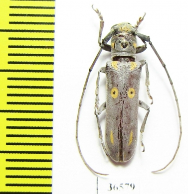 Prosopocera wahlbergi  Namibia - INSECTS-STORE.RU