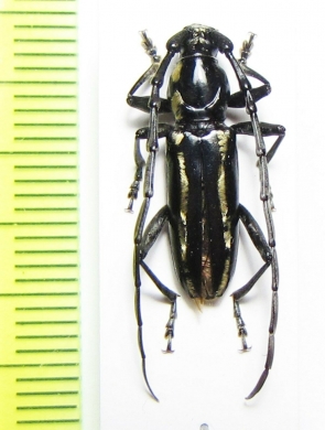 Ptycholaemus troberti  Congo - INSECTS-STORE.RU