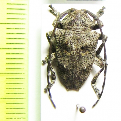 Dichostates tabularis  Tanzania - INSECTS-STORE.RU