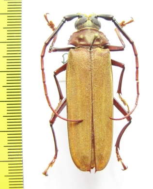 Orthomegas cinnamomeus  Peru - INSECTS-STORE.RU