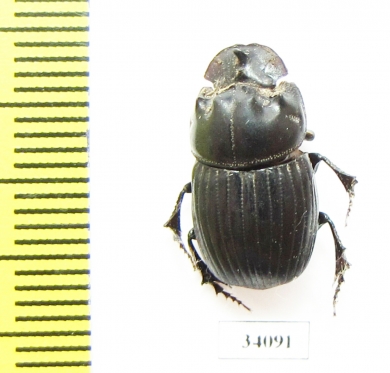 Copris sp.  Ecuador - INSECTS-STORE.RU