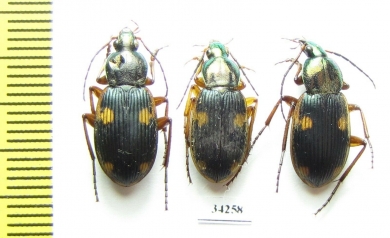 Carabidae sp.  Ethiopia - INSECTS-STORE.RU
