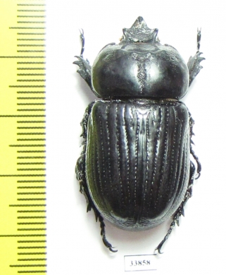 Homophileurus quadrituberculatus  French Guiana - INSECTS-STORE.RU