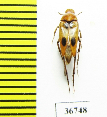 Ripiphoridae, Macrosiagon bimaculata  Russia, Volgograd reg. - INSECTS-STORE.RU