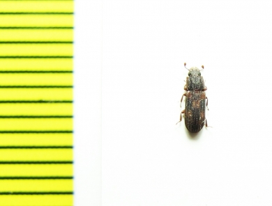 Bitoma sp.  Australia - INSECTS-STORE.RU