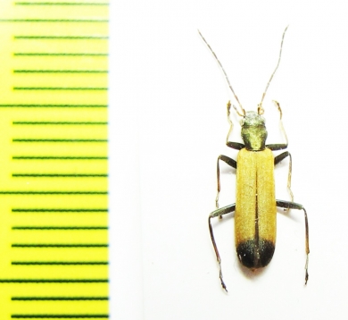 Ischnomera cinerascens  Turkey, Mush prov. - INSECTS-STORE.RU