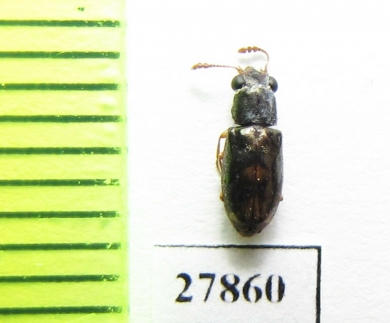 Salpingidae sp.  Peru - INSECTS-STORE.RU