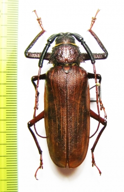 Macrotoma fischeri, male  Thailand  54mm - INSECTS-STORE.RU