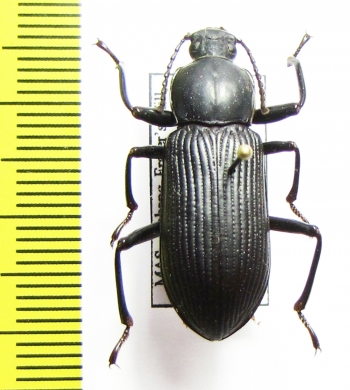 Tenebrionidae sp.  Malaysia - INSECTS-STORE.RU