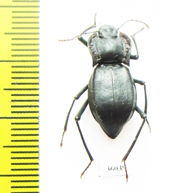 Cyphogenia limbata  Kazakhstan - INSECTS-STORE.RU