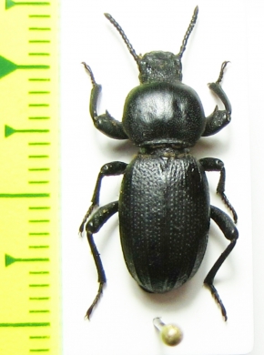 Scaurus uncinus  Morocco - INSECTS-STORE.RU