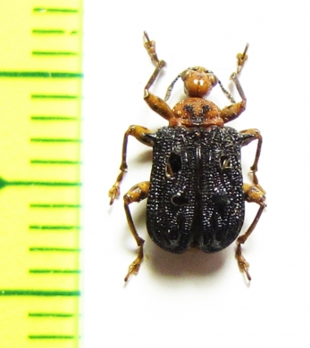 Attelabidae sp.  Indonesia, Sumatra - INSECTS-STORE.RU