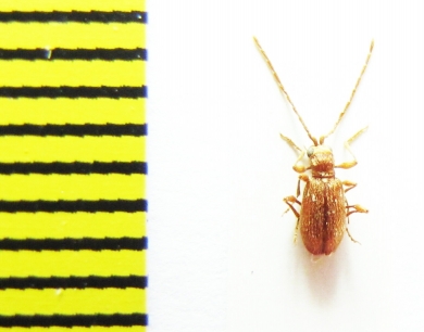 Ptinidae, Ptinus pusillus  Belorussia - INSECTS-STORE.RU