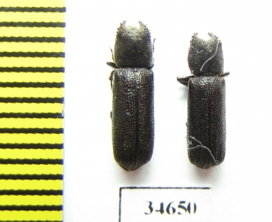 Bostrichidae sp.  South Africa Rep. - INSECTS-STORE.RU