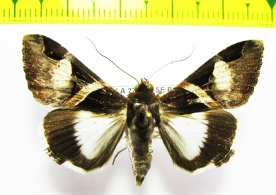 Noctuidae sp.  Bolivia - INSECTS-STORE.RU