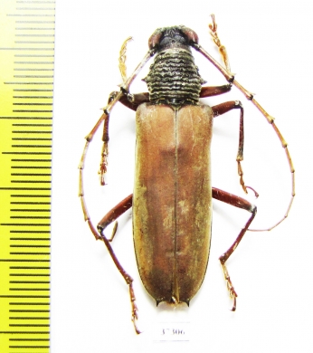 Cerambycidae sp.  Ecuador - INSECTS-STORE.RU