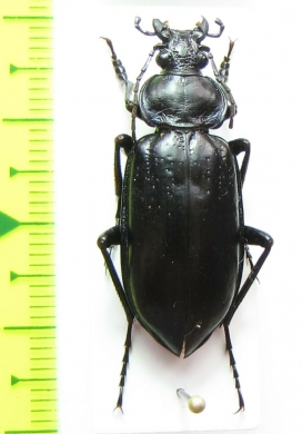 Calosoma macrum  USA - INSECTS-STORE.RU