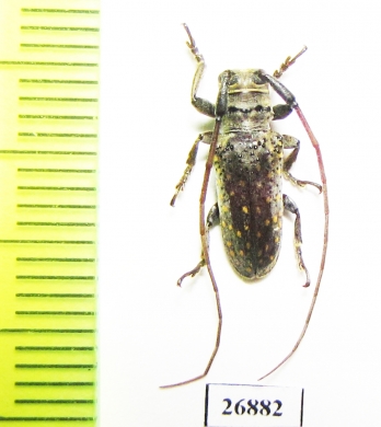 Oncideres ocularis  Argentina - INSECTS-STORE.RU