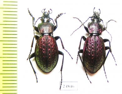 Carabus (Sphodristocarabus) armeniacus pseudoarmeniacus, pair  Georgia - INSECTS-STORE.RU