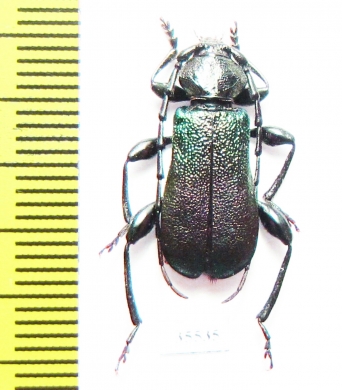 Ropalopus insubricus  Croatia - INSECTS-STORE.RU