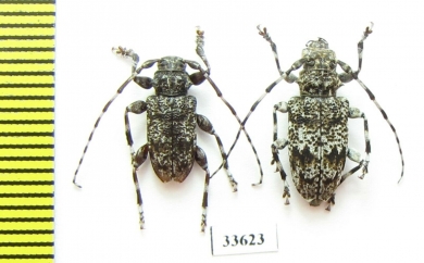 Aegomorphus clavipes, pair  Russia, Tver reg. - INSECTS-STORE.RU