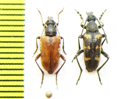 Pachytodes longipes  Russia, Tuva reg. - INSECTS-STORE.RU