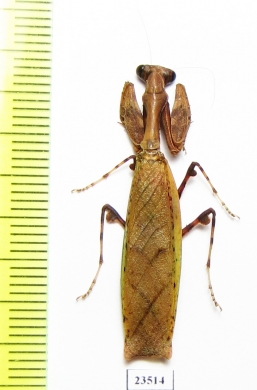 Mantodea sp.  Malaysia - INSECTS-STORE.RU