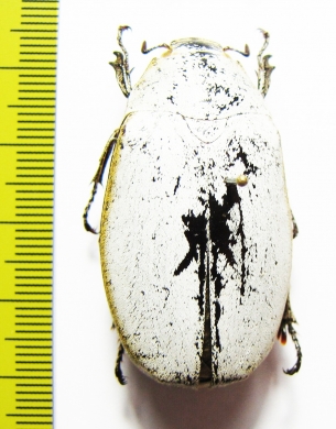 Melolonthinae sp.  Malaysia, Borneo - INSECTS-STORE.RU