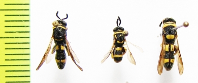 Ichneumonoidea sp.  Uzbekistan - INSECTS-STORE.RU